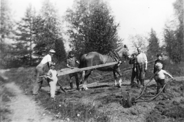 Hästen drar plog